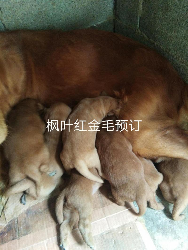 假山花卉马犬养殖