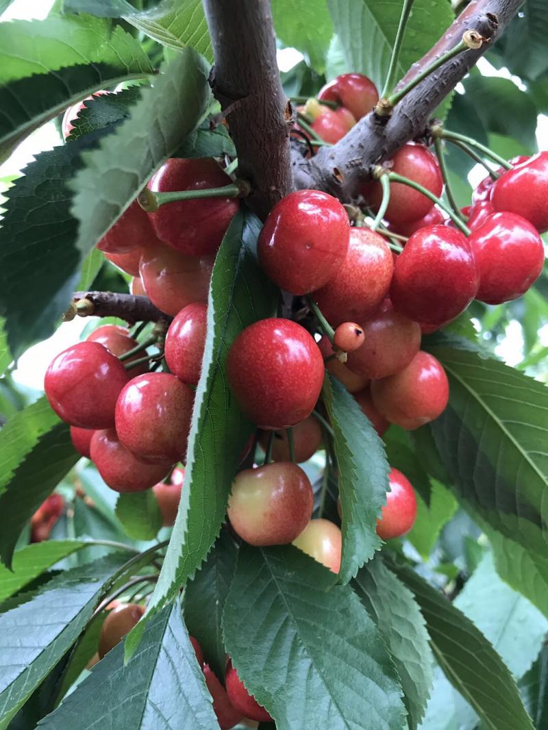 出售七年美早樱桃树,可进棚,当年可结果,量大优惠.