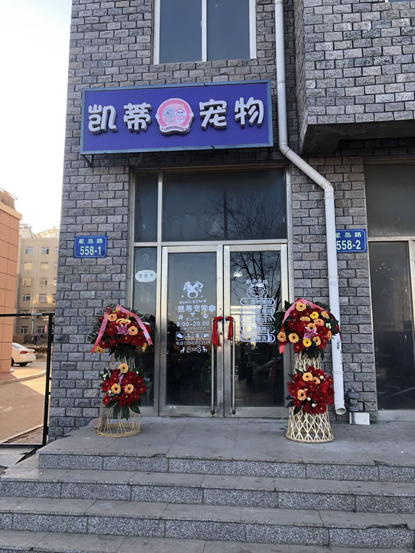 凯蒂宠物