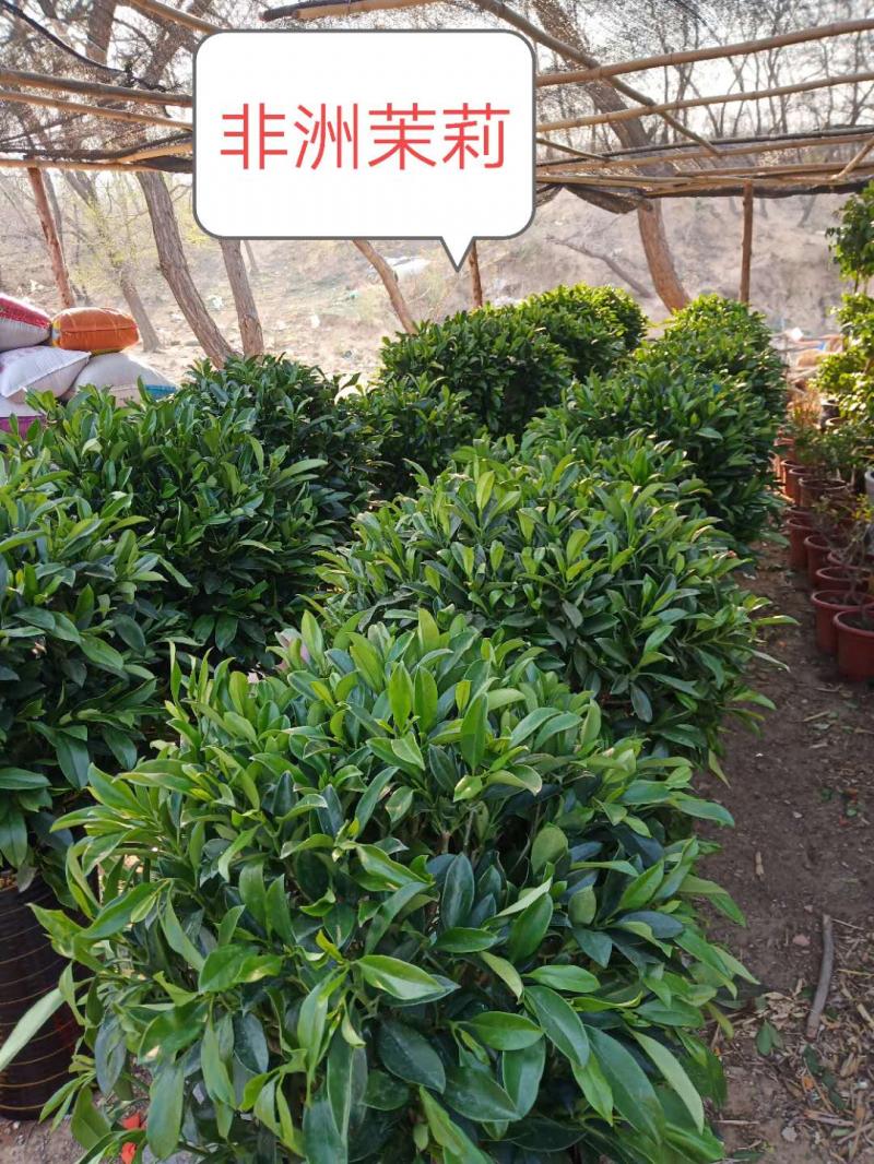 假山花卉