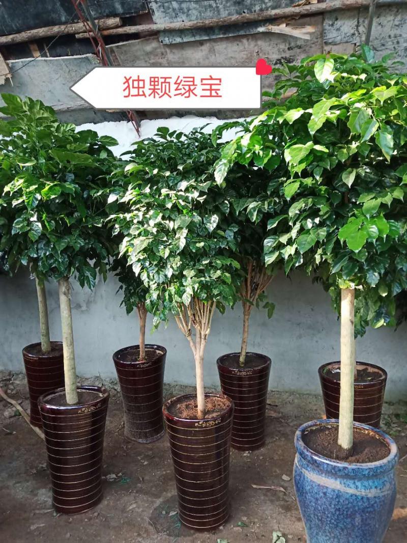 假山花卉